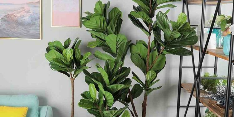 Những công dụng tuyệt vời mà Bàng Singapore mang lại