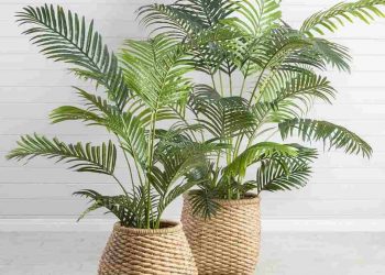 Cây cau cảnh theo số lẻ tượng trưng cho sự trường tồn và vĩnh cửu