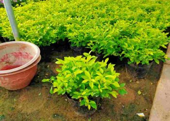 Cây Chuỗi Ngọc thông được phân chia làm nhiều loại riêng biệt