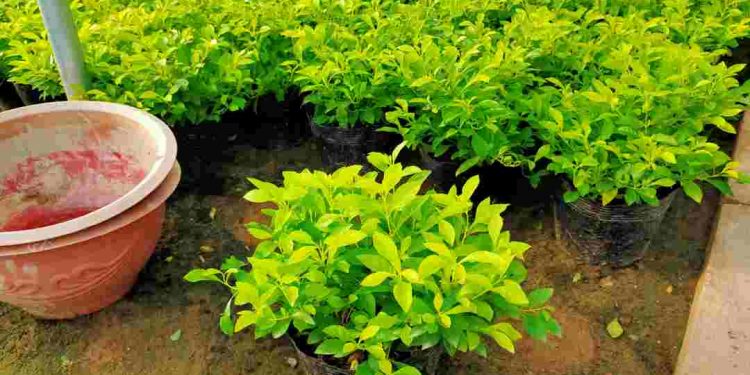 Cây Chuỗi Ngọc thông được phân chia làm nhiều loại riêng biệt