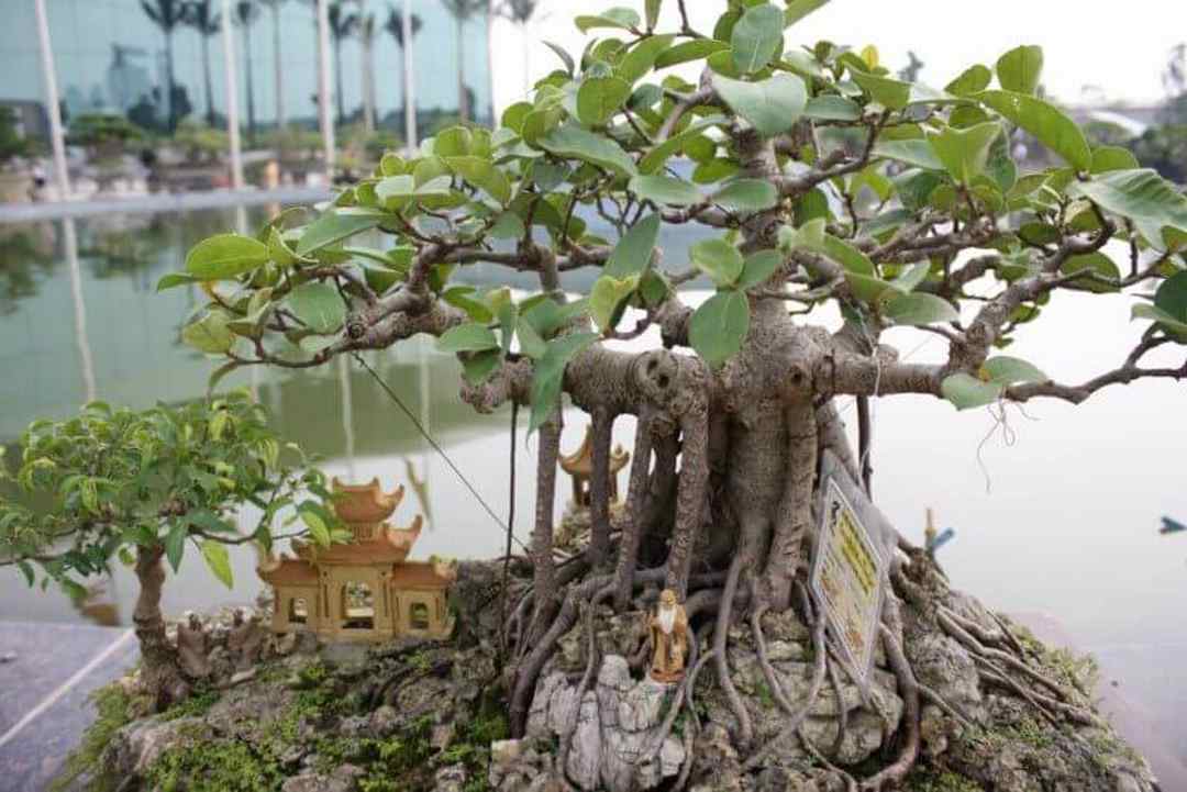 Cây đa theo tiếng anh có tên là Banyan Tree