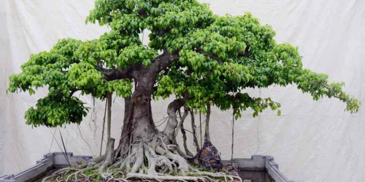 Cây đa là loại cây cảnh có dáng đẹp nên cực kỳ được ưa chuộng