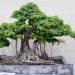 Cây đa là loại cây cảnh có dáng đẹp nên cực kỳ được ưa chuộng