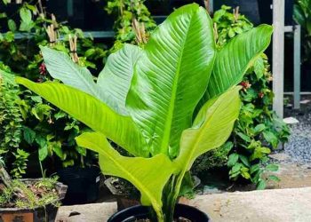 Cây Đại Phú Gia mang nhiều nét đặc trưng riêng biệt