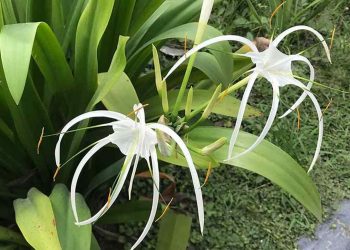 Cây đại tướng quân còn có tên khoa học là Crinum asiaticum L