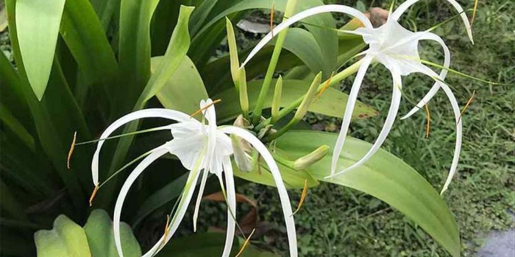 Cây đại tướng quân còn có tên khoa học là Crinum asiaticum L