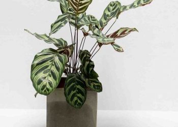 Trong phong thuỷ cây Đuôi Công có ý nghĩa đặc biệt