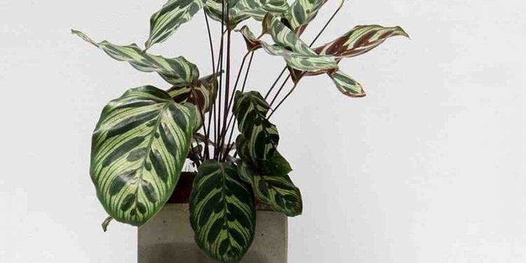 Trong phong thuỷ cây Đuôi Công có ý nghĩa đặc biệt