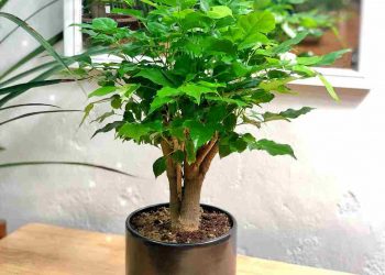 Cây Hầu Đậu hợp với những gia chủ tuổi gì, mệnh gì?