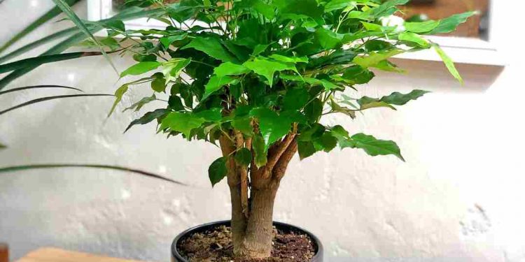 Cây Hầu Đậu hợp với những gia chủ tuổi gì, mệnh gì?