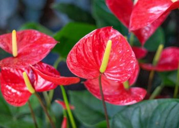 Có thể mua cây ở hầu hết cửa hàng có danh tiếng trên thị trường