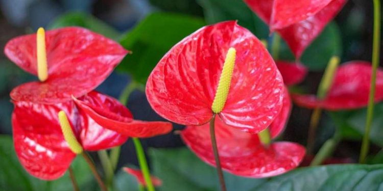 Có thể mua cây ở hầu hết cửa hàng có danh tiếng trên thị trường