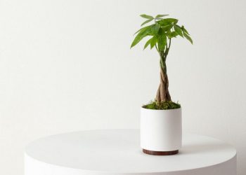 Cây kim ngân được bắt nguồn từ các quốc gia khu vực Trung - Nam Mỹ