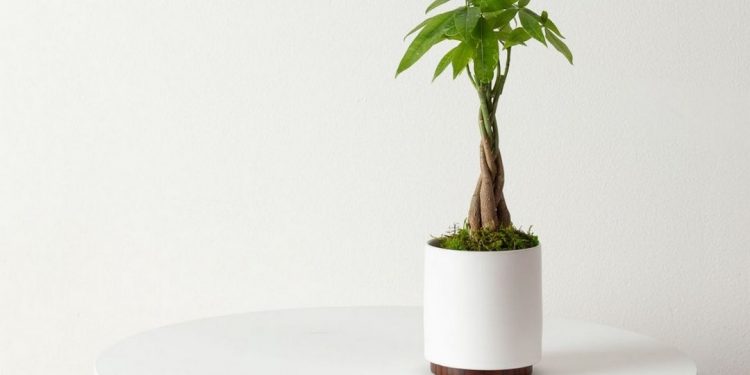 Cây kim ngân được bắt nguồn từ các quốc gia khu vực Trung - Nam Mỹ