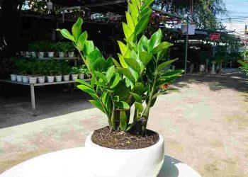 Cây kim tiền là một loại cây cảnh có nguồn gốc từ châu Phi