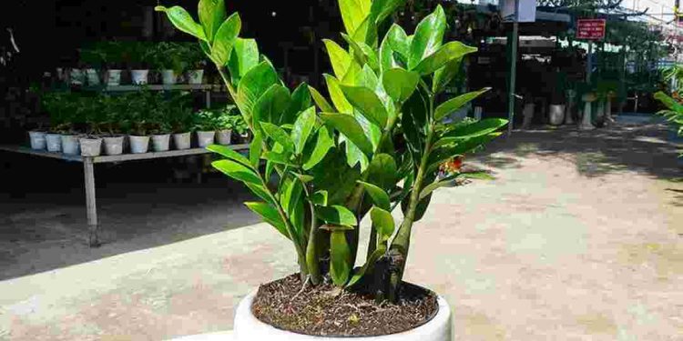 Cây kim tiền là một loại cây cảnh có nguồn gốc từ châu Phi