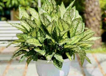 Cây ngọc ngân cực kỳ phù hợp với các cung mệnh theo ngũ hành