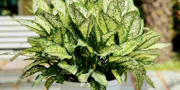 Cây ngọc ngân cực kỳ phù hợp với các cung mệnh theo ngũ hành