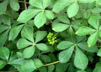 Cây Ngũ Gia Bì có hình thái đơn giản nhưng bắt mắt