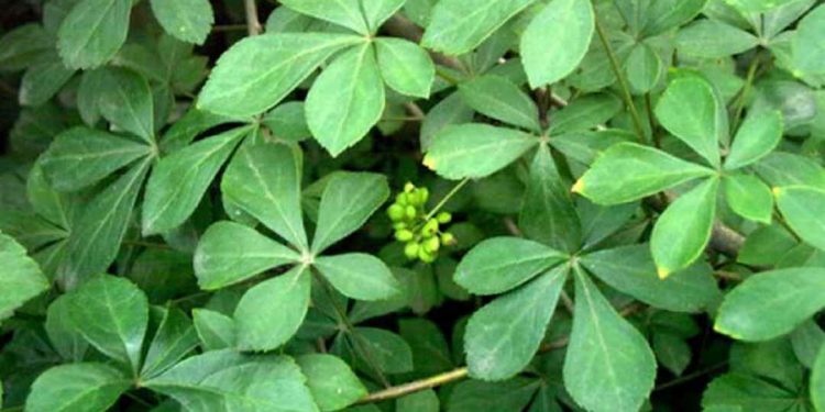 Cây Ngũ Gia Bì có hình thái đơn giản nhưng bắt mắt