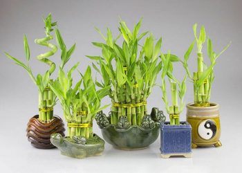 Cây phát lộc có tên là Dracaena Fragrans thuộc họ vạn niên thanh