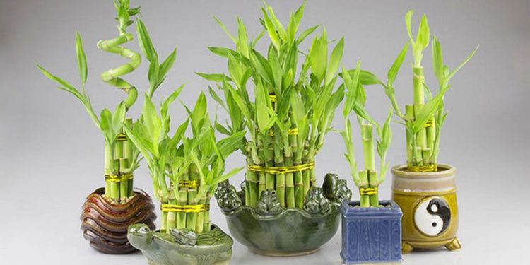 Cây phát lộc có tên là Dracaena Fragrans thuộc họ vạn niên thanh