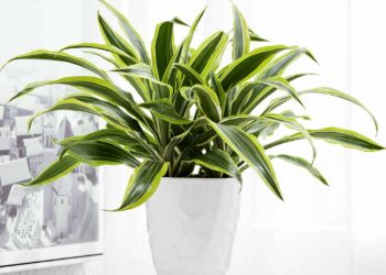 Ý nghĩa của cây phát tài trong cuộc sống