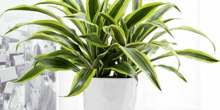 Ý nghĩa của cây phát tài trong cuộc sống