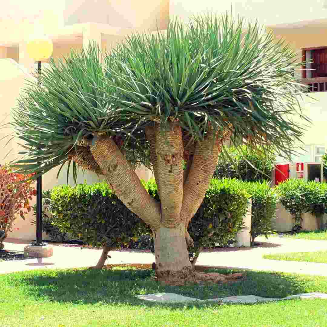 Phát tài núi còn có tên khoa học là Dracaena draco 