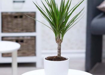 Công dụng chính của phát tài núi có rất nhiều