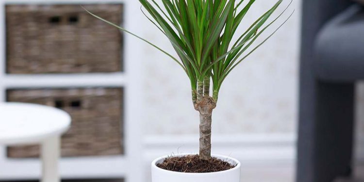 Công dụng chính của phát tài núi có rất nhiều