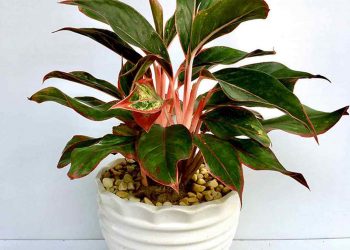 Cây phú quý còn có tên gọi tiếng anh là Aglaonema Red