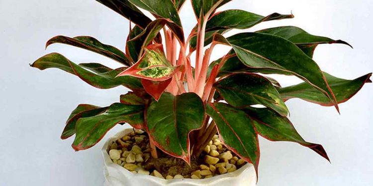 Cây phú quý còn có tên gọi tiếng anh là Aglaonema Red