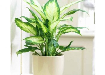 Cây Sao dùng để trang trí trong phòng 