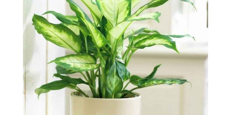 Cây Sao dùng để trang trí trong phòng 