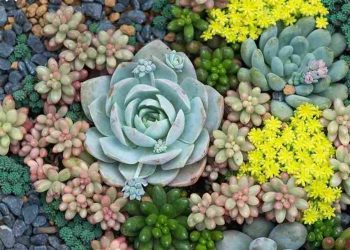 Ý nghĩa trong phong thuỷ của Sen Đá