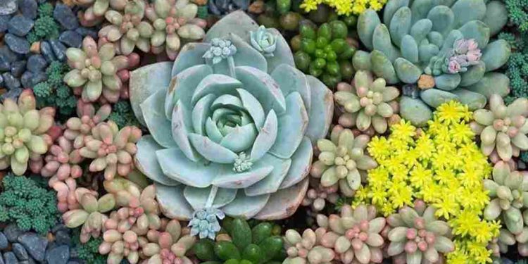 Ý nghĩa trong phong thuỷ của Sen Đá