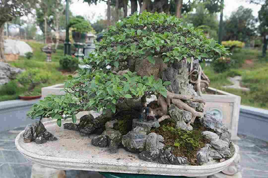 Được nhiều người trồng làm cây Si bonsai