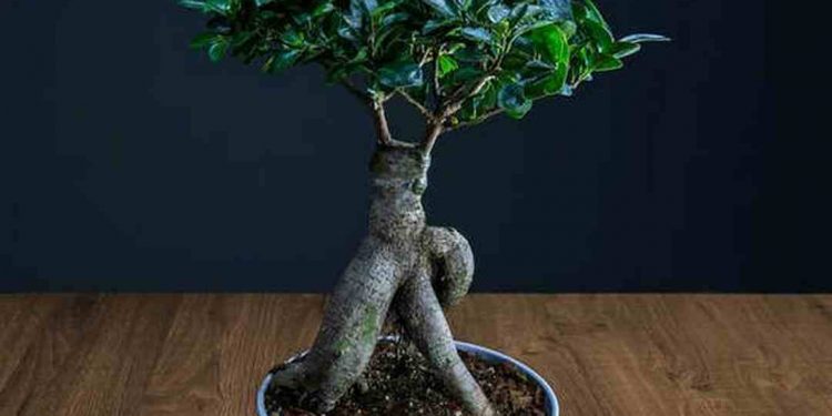 Chế độ chăm bón tốt giúp cây Si luôn khỏe