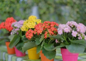 Cây sống đời được trồng khá đơn giản tại các loại đất khác nhau