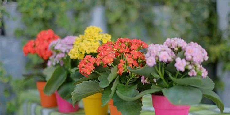 Cây sống đời được trồng khá đơn giản tại các loại đất khác nhau