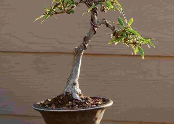 Uốn cành giúp định hình cụ thể dáng đứng của cây Sung 