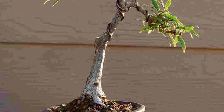 Uốn cành giúp định hình cụ thể dáng đứng của cây Sung 