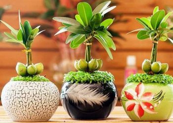 Có thể đặt cây Tài lộc tại nhiều vị trí