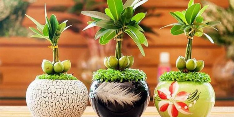 Có thể đặt cây Tài lộc tại nhiều vị trí