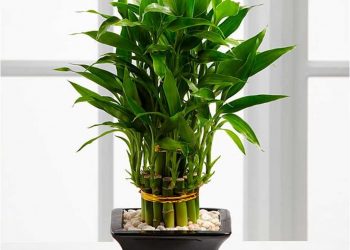 Thần Tài giúp cho gia chủ thu về được nhiều vận may