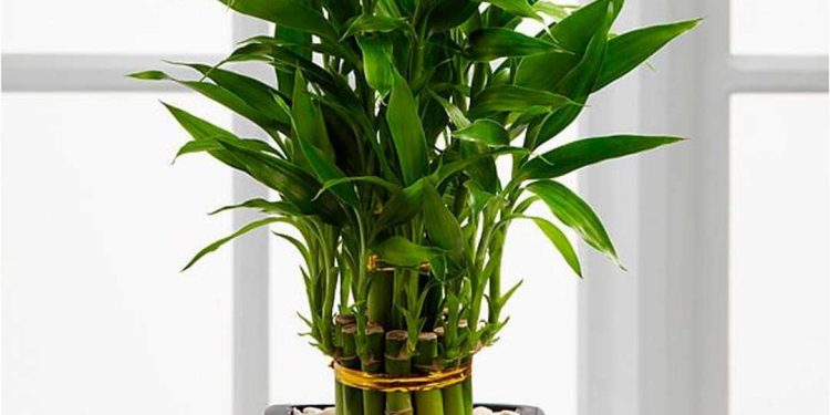 Thần Tài giúp cho gia chủ thu về được nhiều vận may