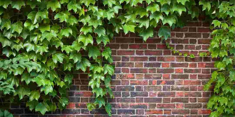 Cây Thường Xuân mang đến sự hài hoà, phúc lộc cho gia chủ