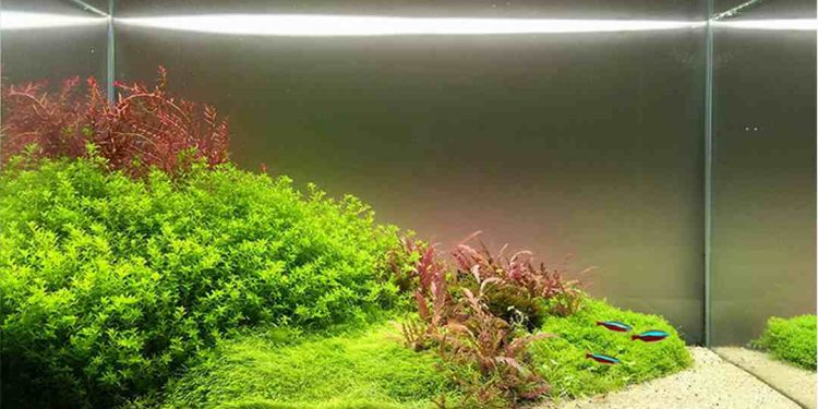 Cây thủy sinh là loại được ở môi trường nước mặn hoặc ngọt