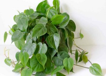 Cây trầu bà có tên gọi khoa học là Epipremnum aureum